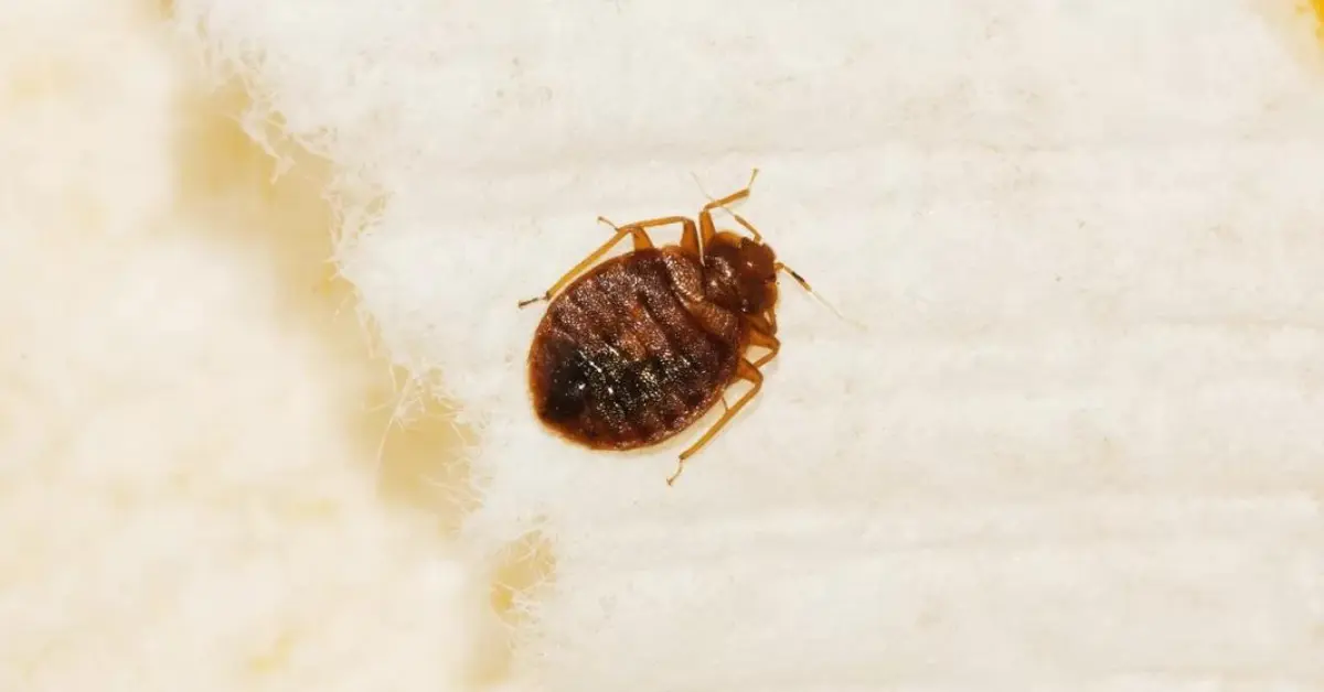 Hotels in Vegas With Bed Bugs