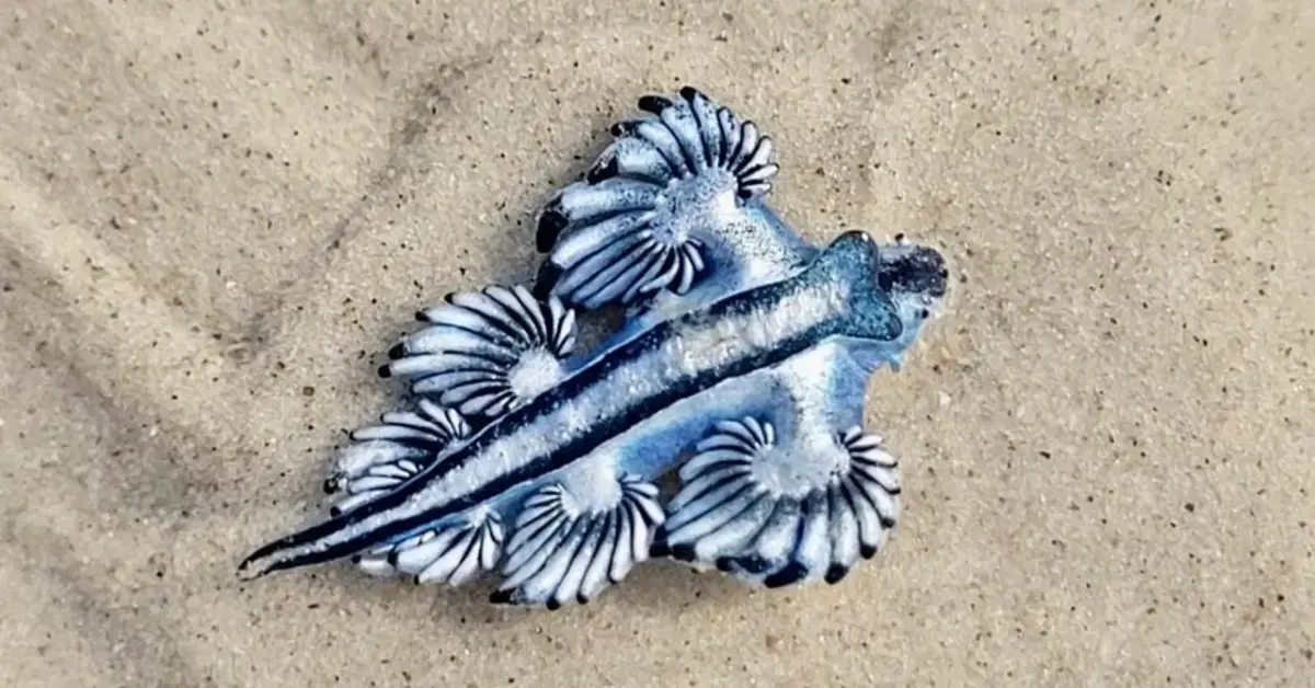 Blue Dragons Texas Beaches